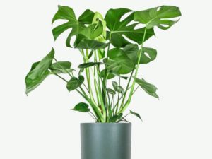 plants ecommerce product featured img 14