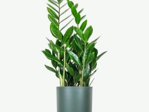 plants ecommerce product featured img 16