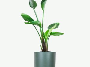 plants ecommerce product featured img 4