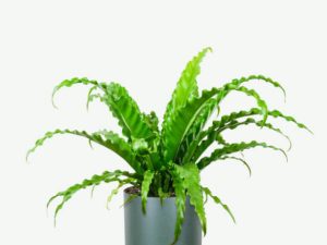 plants ecommerce product featured img 8